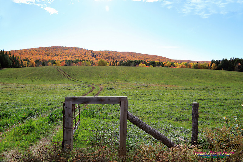 Maple Forest Fall Colours 2016