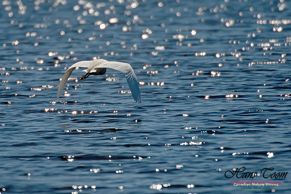 Little Egret