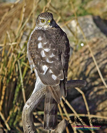 Sharp-shinned Hawk 6