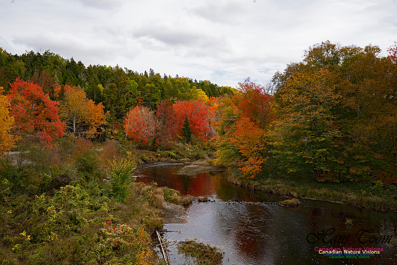 Fall Colours and Reflections 100