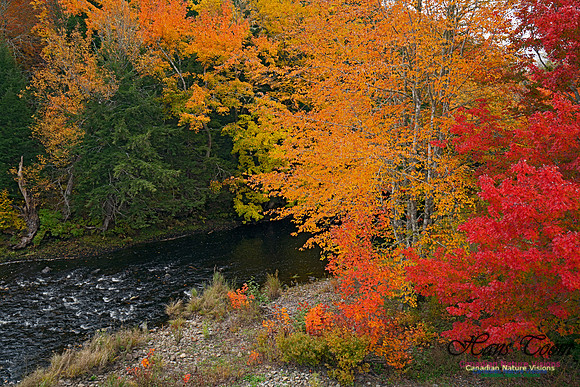 Fall Colours and Reflections 106
