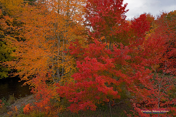 Fall Colours and Reflections 107