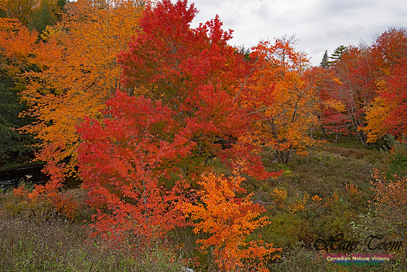 Fall Colours and Reflections 108