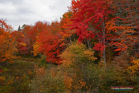 Fall Colours and Reflections 109