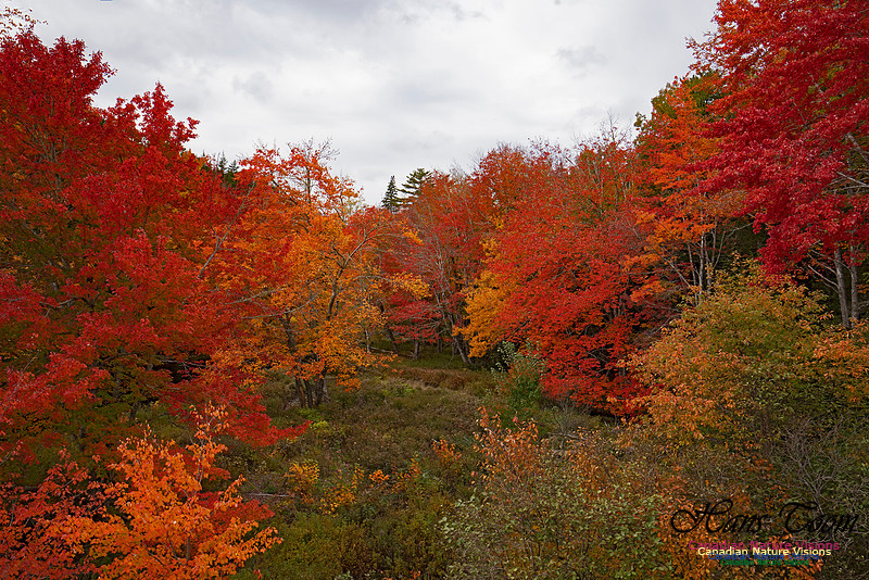 Fall Colours and Reflections 110