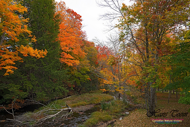 Fall Colours and Reflections 114