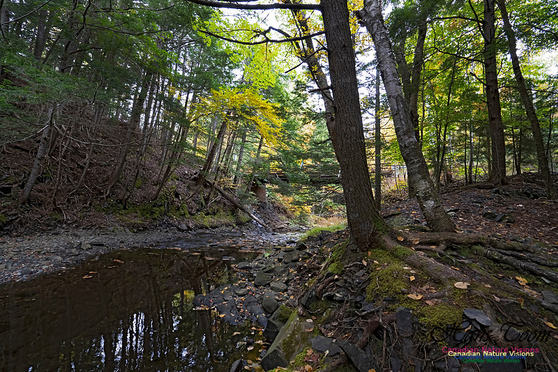 Fall Colours and Reflections 116