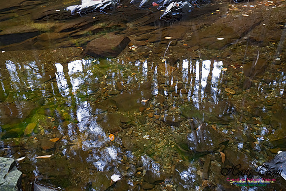 Fall Colours and Reflections 118