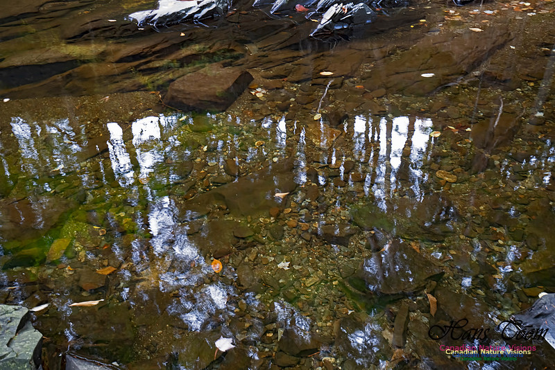 Fall Colours and Reflections 118