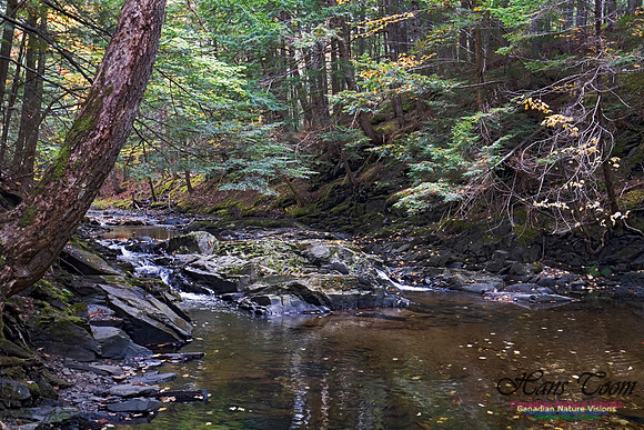 Fall Colours and Reflections 119