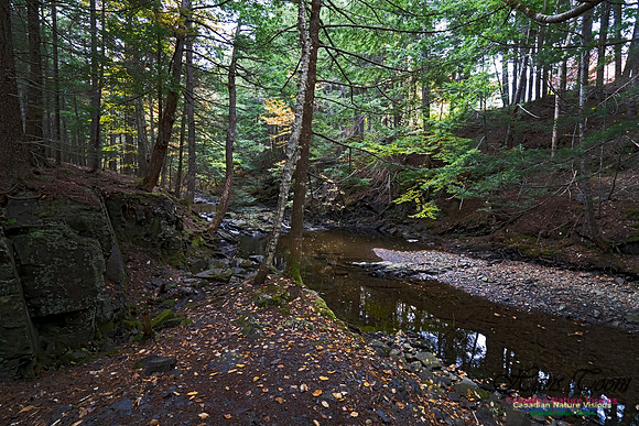 Fall Colours and Reflections 122