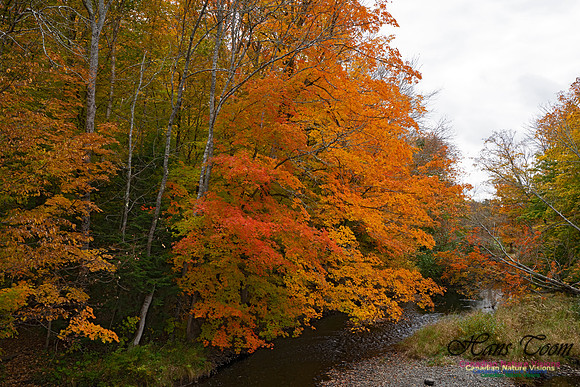 Fall Colours and Reflections 124