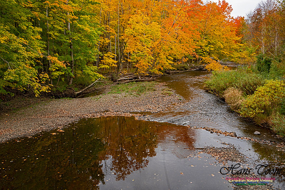 Fall Colours and Reflections 126