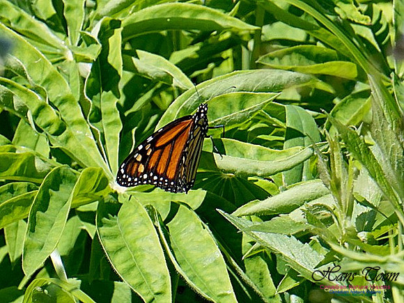 Monarch Butterfly 100