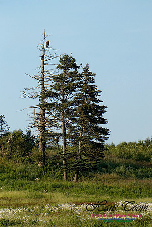 Bald Eagle 200