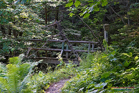 Fundy Ridge Trail 109