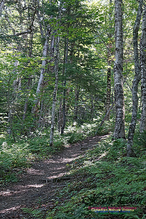 Fundy Ridge Trail 120