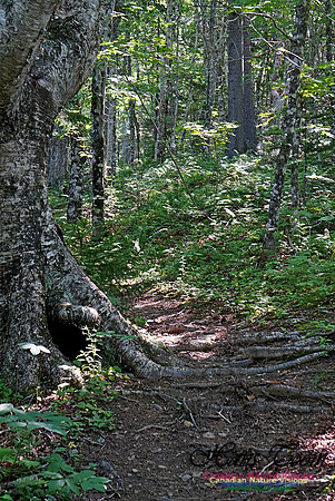Fundy Ridge Trail 119