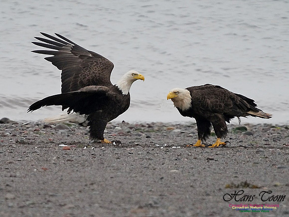 Bald Eagle 170