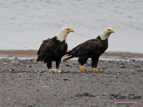 Bald Eagle 171