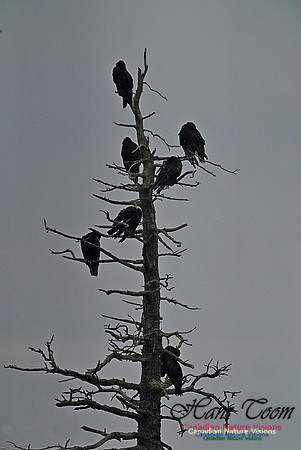 Turkey Vulture 171