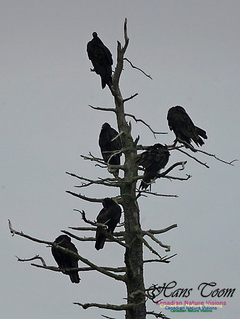 Turkey Vulture 170