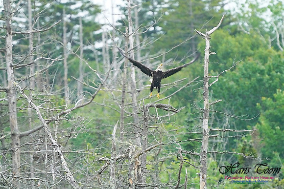 Bald Eagle 210