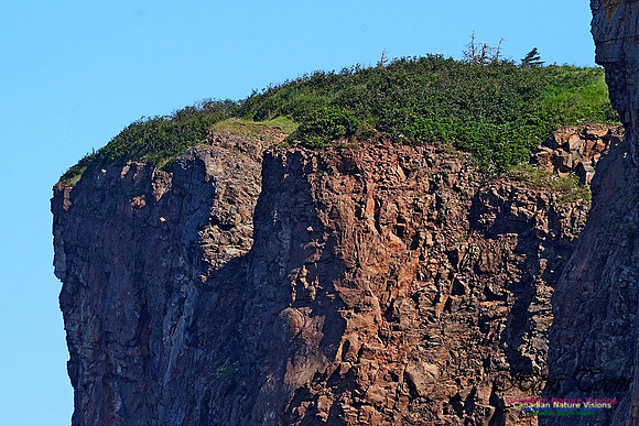 Cape d'Or Coastal Cliff 237