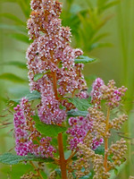 Red-Pink Wildflowers/Berries