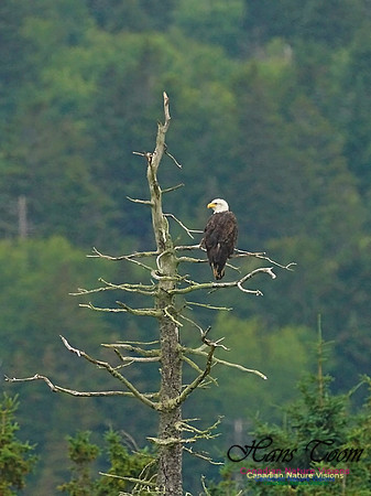 BaldEagle 2601