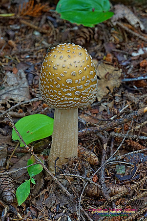 Chignecto National Wildlife Area 2703