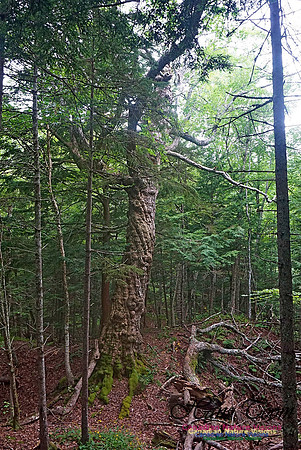 Chignecto National Wildlife Area 2705