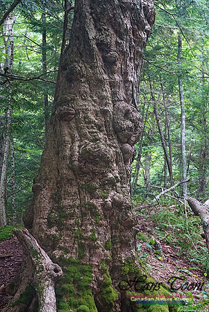 Chignecto National Wildlife Area 2706