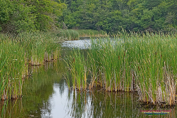 Chignecto National Wildlife Area 2707