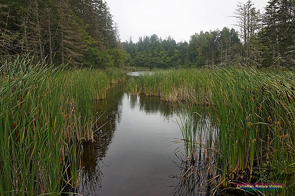 Chignecto National Wildlife Area 2708
