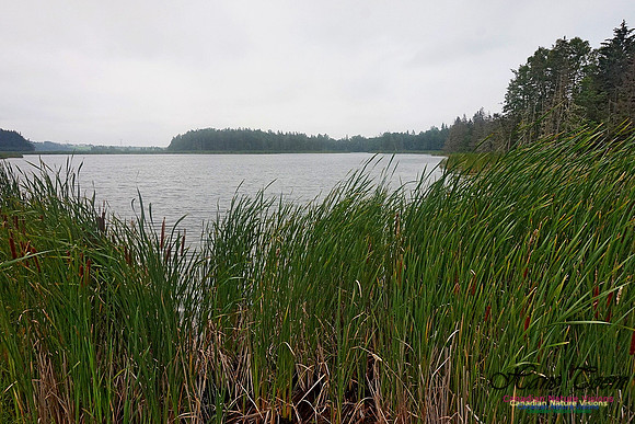 Chignecto National Wildlife Area 2709