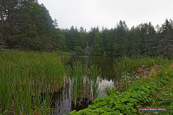 Chignecto National Wildlife Area 2710