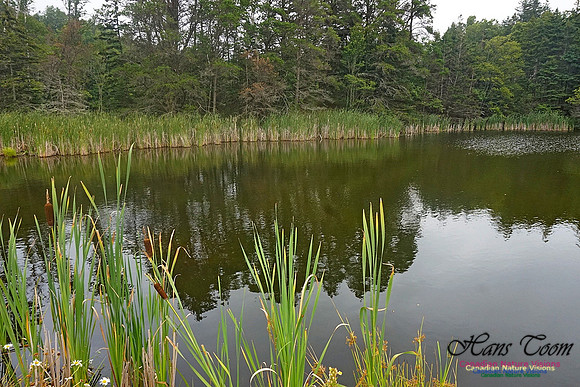 Chignecto National Wildlife Area 2711