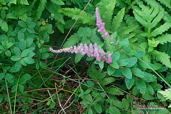 Chignecto National Wildlife Area 2712