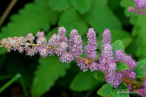 Chignecto National Wildlife Area 2715
