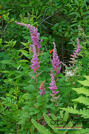 Chignecto National Wildlife Area 2716