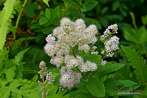 Chignecto National Wildlife Area 2713