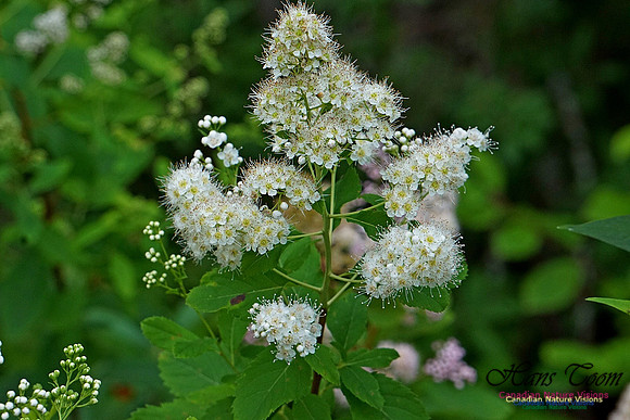 Chignecto National Wildlife Area 2717