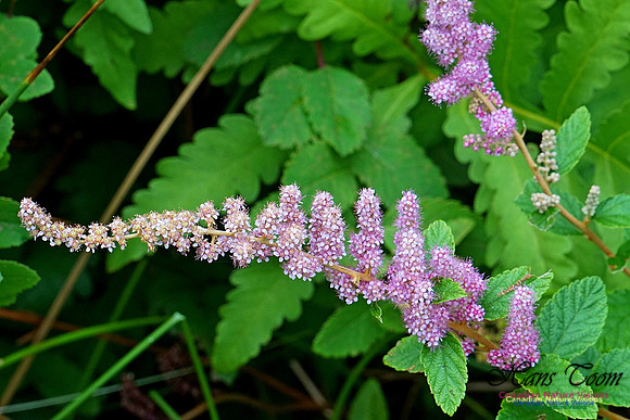 Chignecto National Wildlife Area 2714