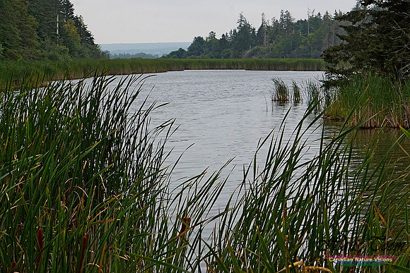 Chignecto National Wildlife Area 2720