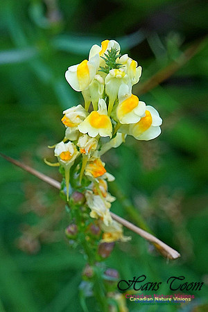 Chignecto National Wildlife Area 2721