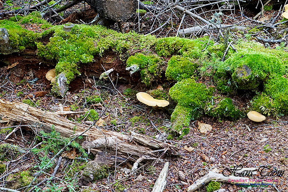Chignecto National Wildlife Area 2723