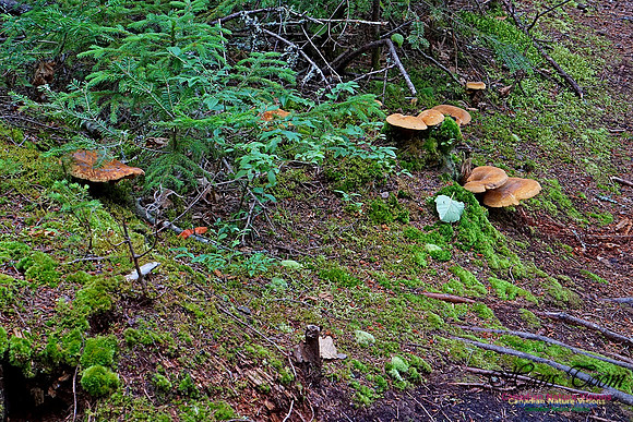 Chignecto National Wildlife Area 2724