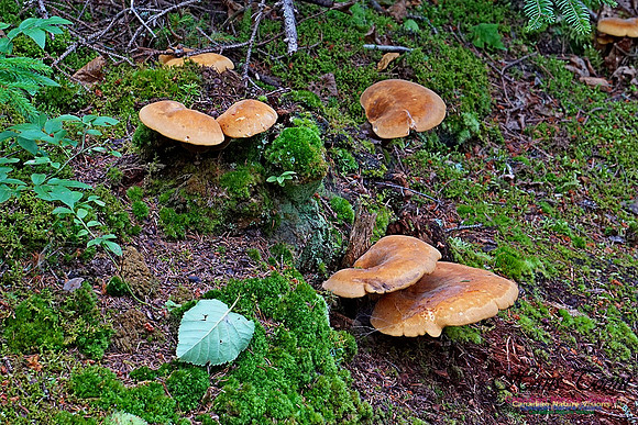 Chignecto National Wildlife Area 2725