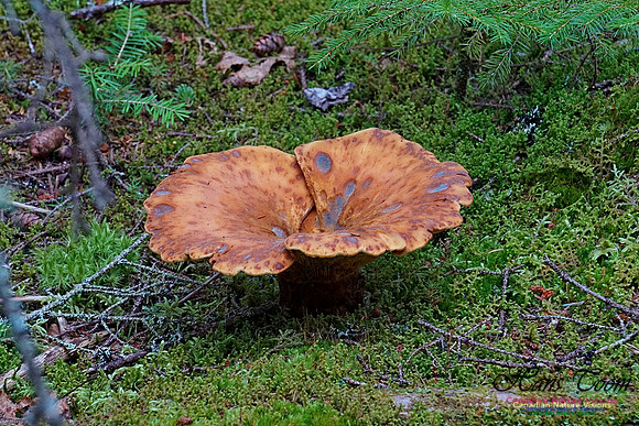 Chignecto National Wildlife Area 2726